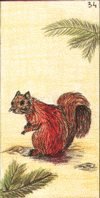 écureuil - oracle Gé