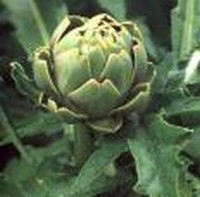 l'artichaut plante médicinale phytothérapie