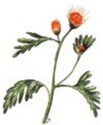 phytothérapie: chrysantellum americanum brest-voyance.fr