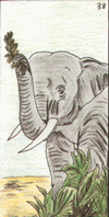 éléphant - oracle Gé