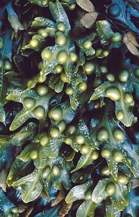 Les algues en phytothérapie et médecine douce