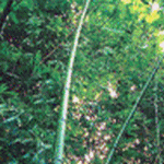 bambou tabashir