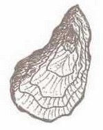 brest phytothérapie: la coquille d'huitre - brest-voyance.fr