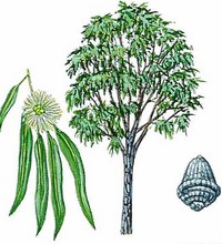 brest phytothérapie: l’eucalyptus - brest-voyance.fr